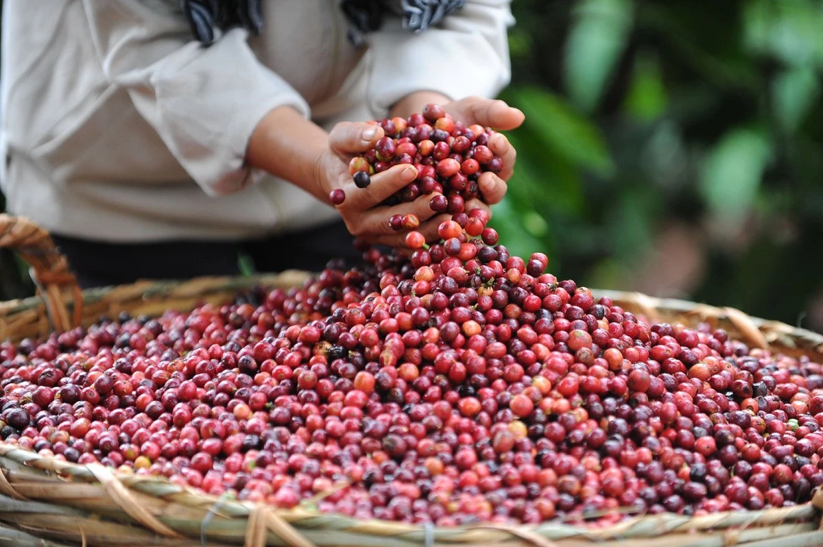 Starbucks Pike Place Medium Roast Koffiebonen - 4 Zakken à 450 Gram - Afbeelding 3